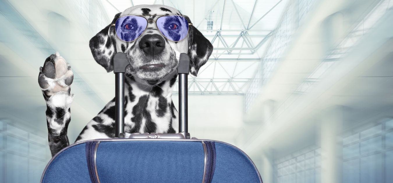 TAP Portugal Pet Policy